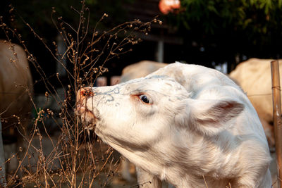 Close-up of a horse