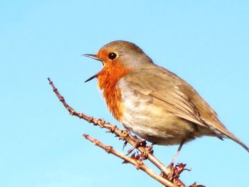 Close-up of robin against clear blue sky