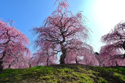 Low angle view of trees against clear sky