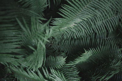 Full frame shot of feathers