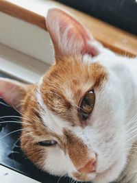 Close-up portrait of cat at home