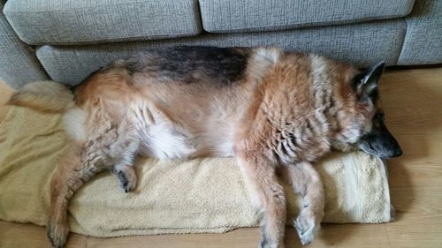 Cat sleeping on sofa