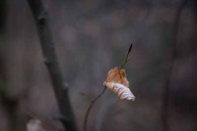 Close-up of dry leaf