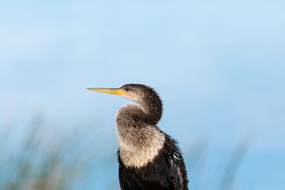 Close up on a female anhinga bird also known as anhinga anhinga in a marsh in sarasota, florida.