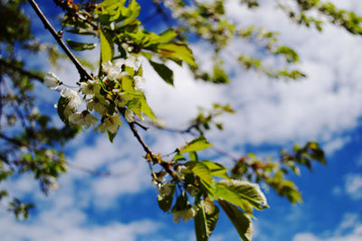 Low angle view of flowering tree against sky