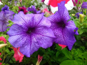 Detail shot of purple flowers