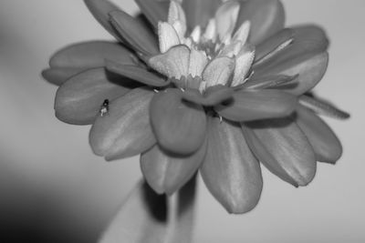 Close-up of flowering plant