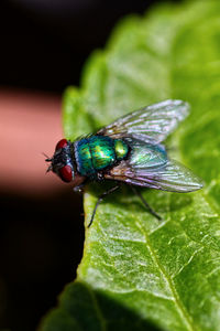 Close-up of fly on leaf