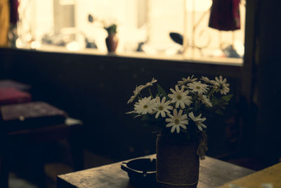 Close-up of potted plant on table