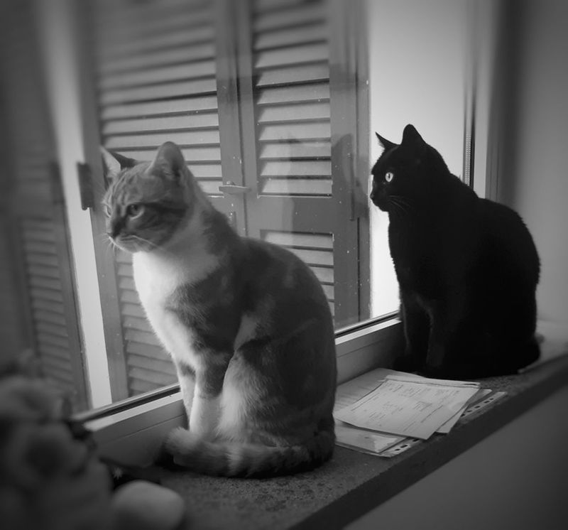black, cat, animal themes, animal, mammal, domestic animals, pet, white, domestic cat, feline, black and white, sitting, one animal, monochrome, window, monochrome photography, indoors, whiskers, felidae, no people, small to medium-sized cats, window sill, looking, home interior, darkness, carnivore