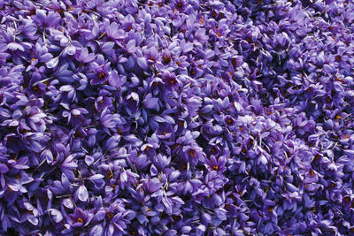 Close-up of purple flowering plants