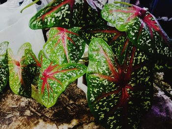 High angle view of vegetables on plant