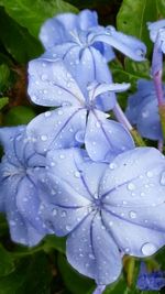 Close-up of wet blue flowers blooming in park