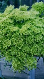 Close-up of fresh green leaves