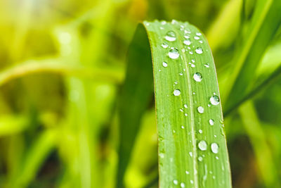 Close-up of water drops on leaf