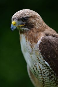 Hawk portrait