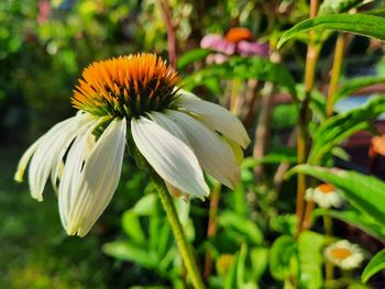 Coneflower white in garden