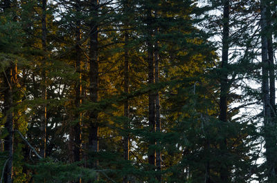 Low angle view of trees in forest during autumn
