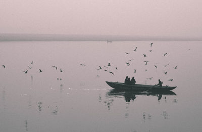 Birds in the sea