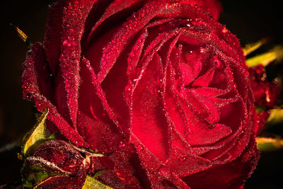 Close-up of red rose