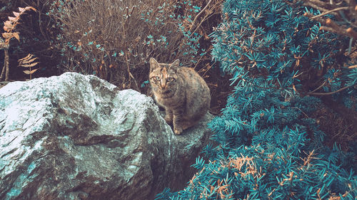 High angle view of a cat looking away