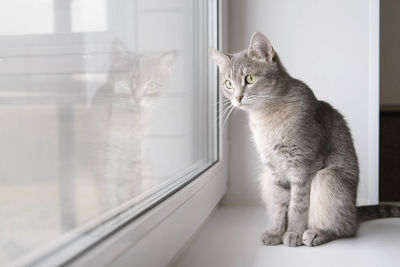 pet