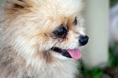 Close-up of a dog looking away