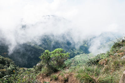 Scenic view of forest against sky