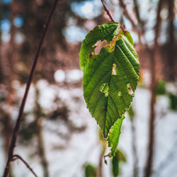 Close-up of green leaves on tree