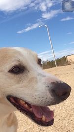 Close-up of dog on beach against sky