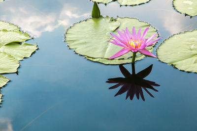 Close-up of lotus water lily in lake