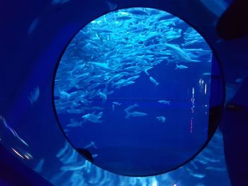 Fish swimming in aquarium