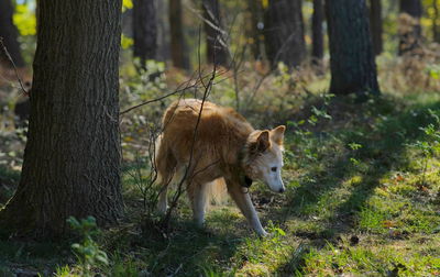Lioness running in forest