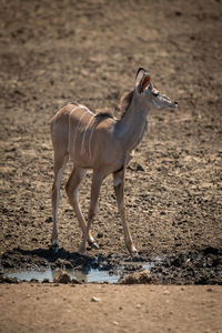 Female greater kudu standing beside muddy waterhole