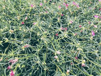 High angle view of flowering plants on field