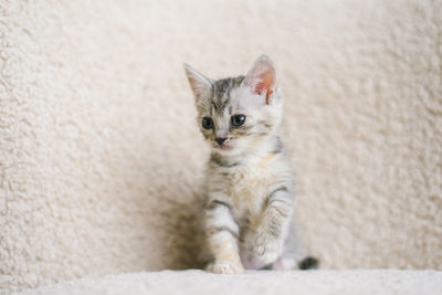 pet