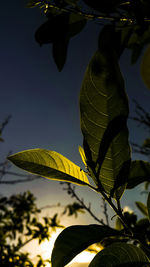 Low angle view of tree against sky