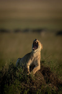 Big cat on grass