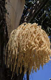 Close-up of fresh tree