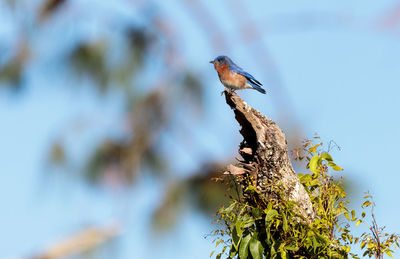 Eastern bluebird sialia sialis perches in a tree in naples, florida