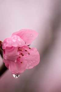 Close-up of pink cherry blossom