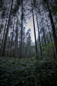 Low angle view of bamboo trees in forest