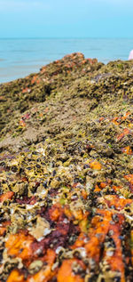 Close-up of lichen on beach