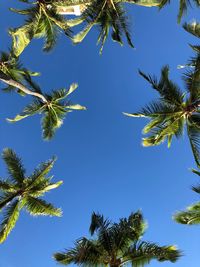 Low angle view of coconut palm tree against clear blue sky