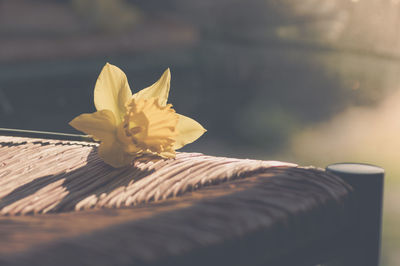 Close-up of yellow flower