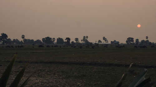 Scenic view of field against clear sky during sunset