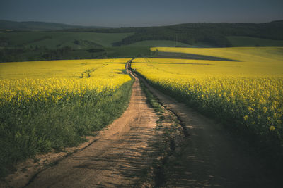 Dirt road amidst oilseed rape field against sky