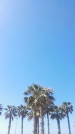 Low angle view of palm trees against clear blue sky