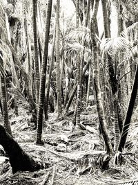 Close-up of tree in forest