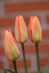 Close-up of red tulip